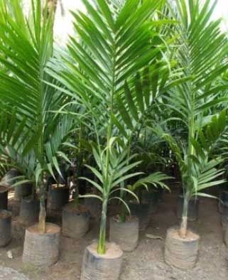Supari (Arecanut) nursery plants