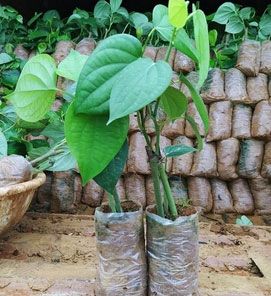 Black Pepper nursery plants