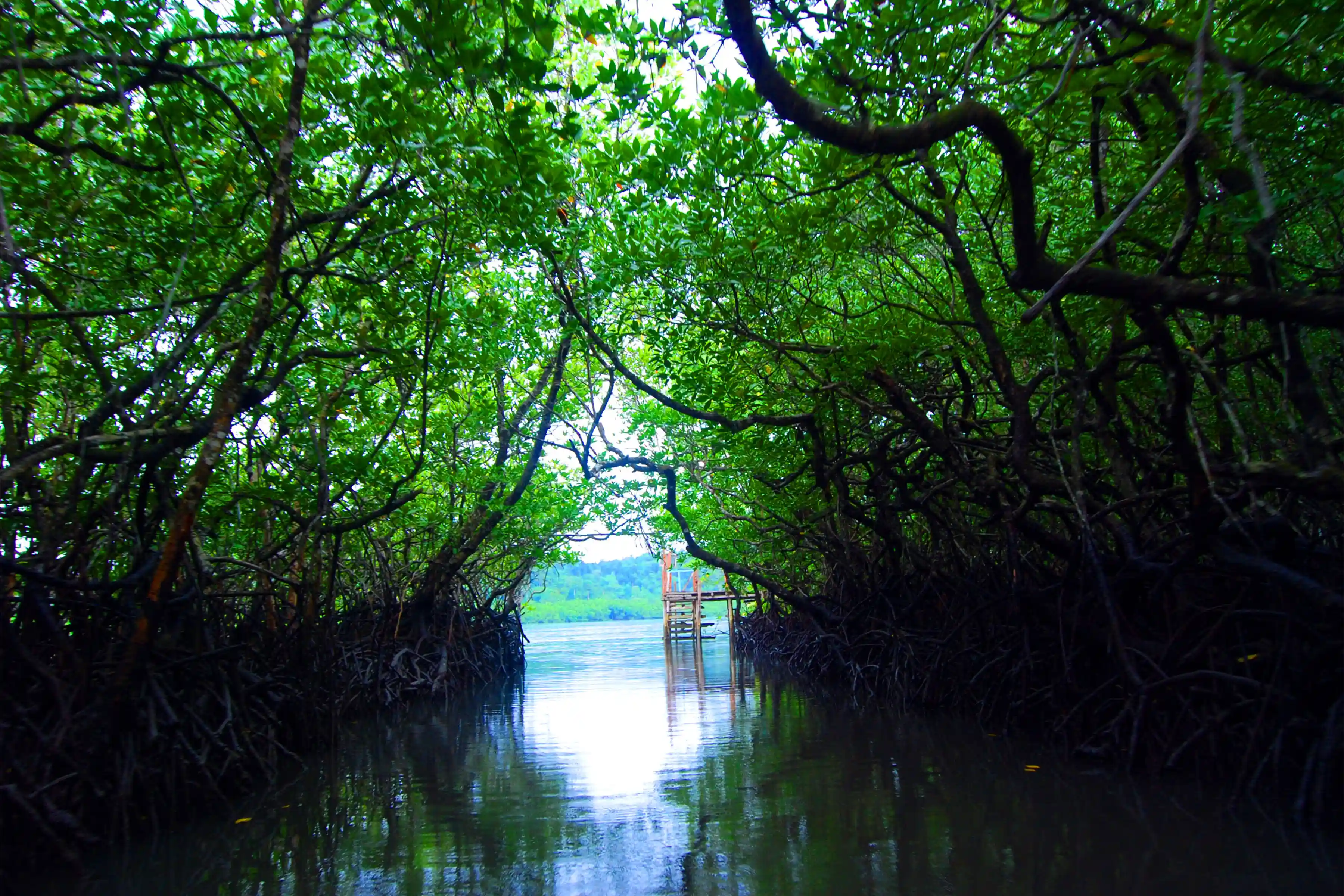 Baratang Island Andaman