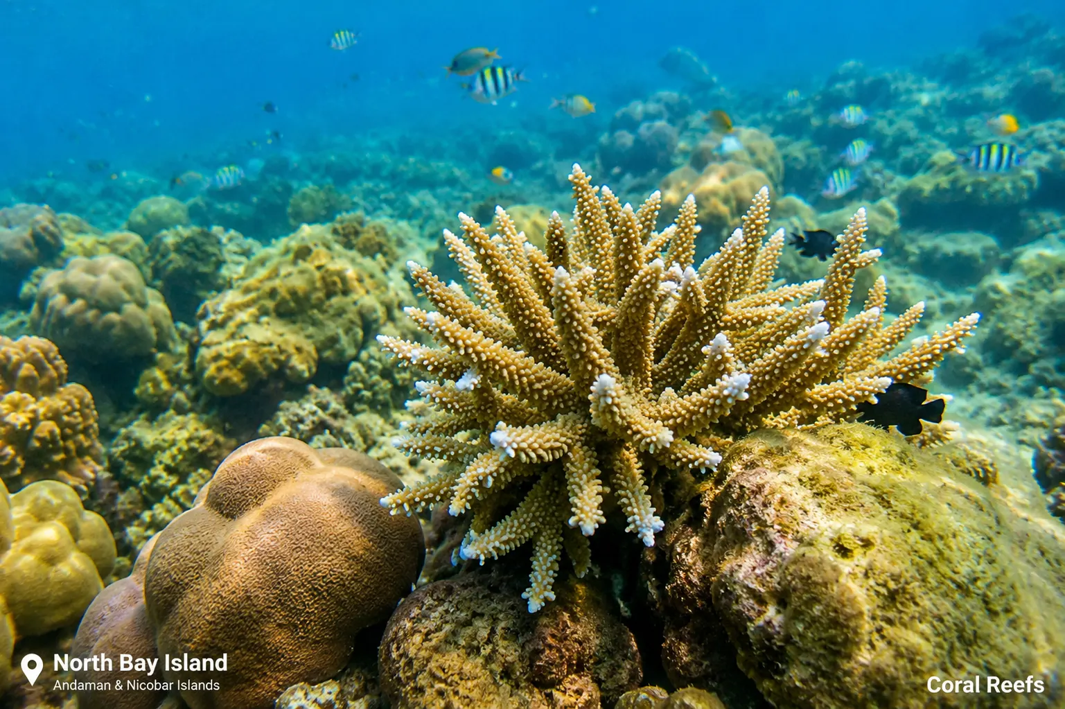 North Bay Island Coral Reefs